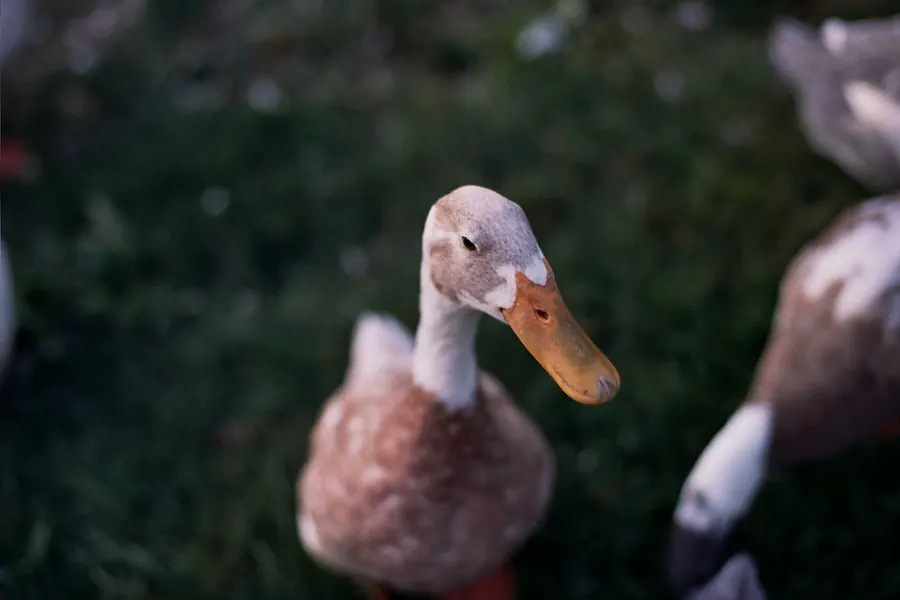 Duck