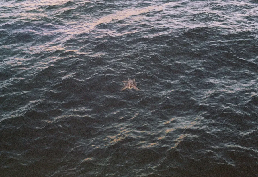 Sea turtle