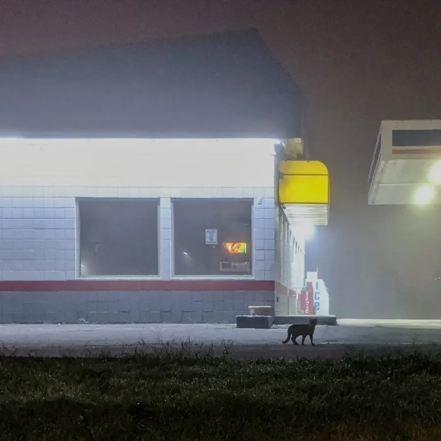 Gas station cat